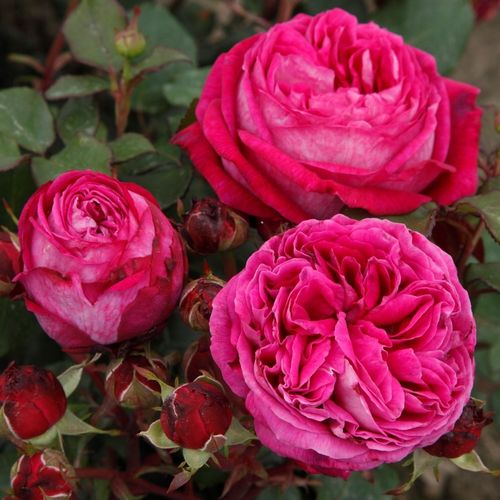 Freifrau Caroline® virágágyi floribunda rózsa